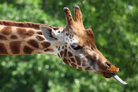 giraffe tongue pictures.